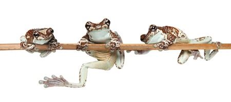 Three funny frogs on a branch isolated on whiteの写真素材