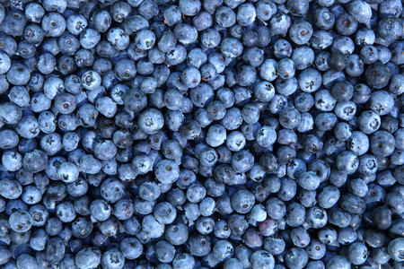 Blueberries background. Ripe and juicy fresh picked bilberries.の写真素材