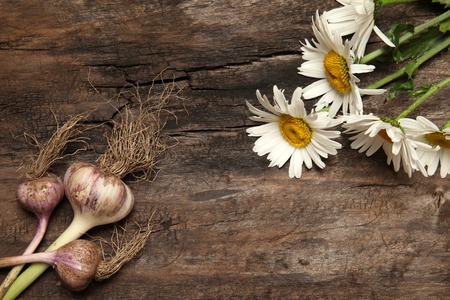 Garlic and chamomile on old wooden backgroundの写真素材