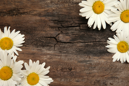 Chamomile flower on rustic wooden table backgroundの写真素材