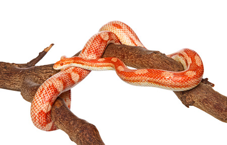 Snake crawling on a branch, on a white backgroundの写真素材
