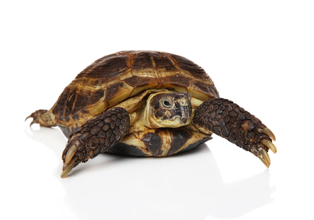 Tortoise on white background. studio shootの写真素材