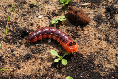 Caterpillar Woodworm odorous crawling on the ground