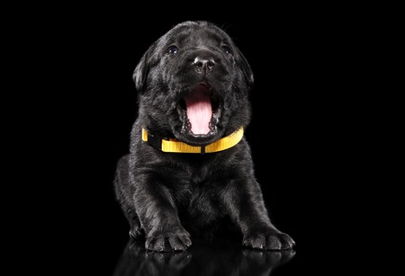 Labrador puppy yawn on black background. Baby animal themeの写真素材