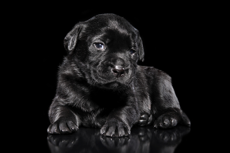 Labrador black puppy posing on black background. Baby animal themeの写真素材