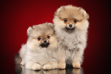 Pomeranian spitz puppies on deep red backgroundの写真素材