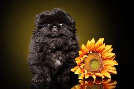 Black pekingese puppy near sunflower on dark background. Baby animal theme
