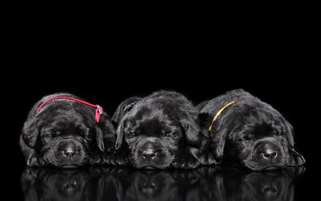 Group of Labrador Retriver puppies sleeping on a black background. Baby animal themeの写真素材