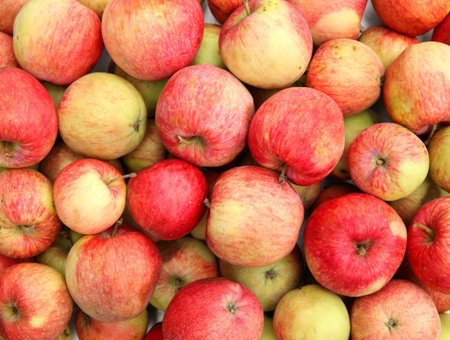 Ripe red apples. Apple harvest