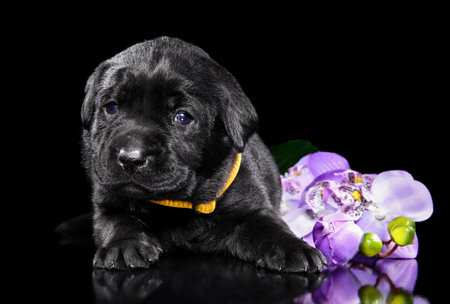 Close-up of a Labrador puppy with flower on black background. Baby animal themeの写真素材