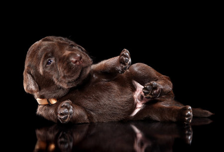 Chocolate Labrador retriver puppy lying on its side on black background