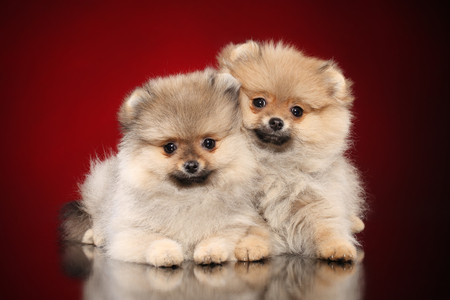 Two Pomeranian Spitz puppies on red backgroundの写真素材