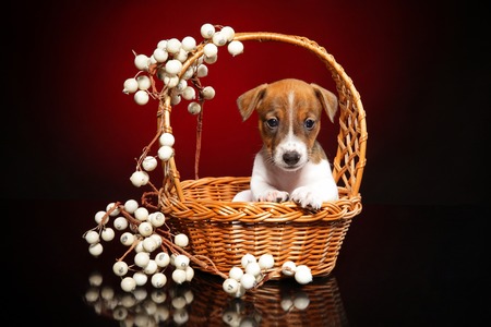 Puppy Jack Russell Terrier in a wicker basket on a dark red backgroundの写真素材