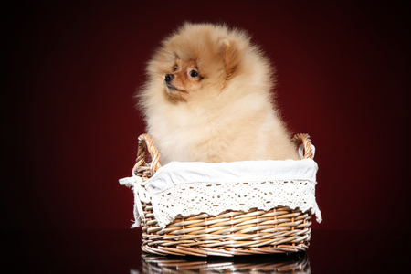 Zwerg-spitz puppy in wicker basket on red background. Baby animal themeの写真素材