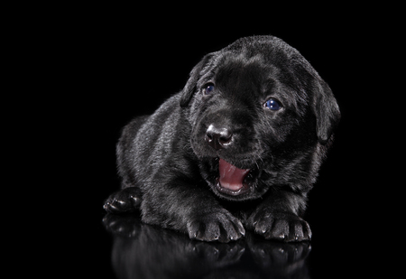 Labrador puppy yawns on black backgroundの写真素材
