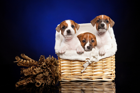 Portrait of a Jack Russell terrier puppies in wicker basket on deep-blue background. Baby animal themeの写真素材