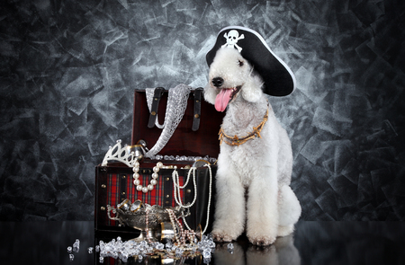 Bedlington Terrier dog in pirate hat on gray background. Animal themesの写真素材