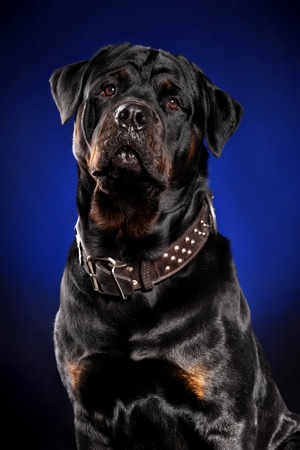 Portrait of Rottweiler dog on dark blue backgroundの写真素材