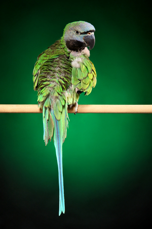 Parakeet sits on green background. Animal themesの写真素材