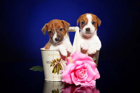 Jack russell terrier puppies with flower on dark blue backgroundの写真素材