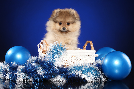 Pomeranian Spitz puppy with Christmas garland on deep-blue backgroundの写真素材