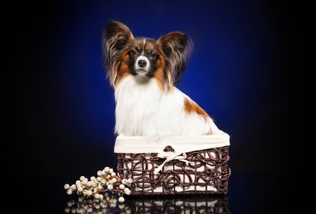 Papillon dog sits in wicker basket on dark-blue backgroundの写真素材