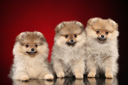 Group of Pomeranian Spitz puppies on red background. Baby animal themeの写真素材