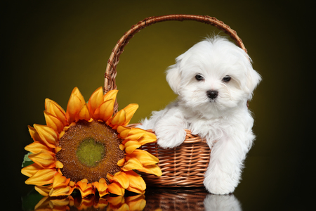 Maltese puppy in wicker basket with sunflower on yellow background. Studio portraitの写真素材
