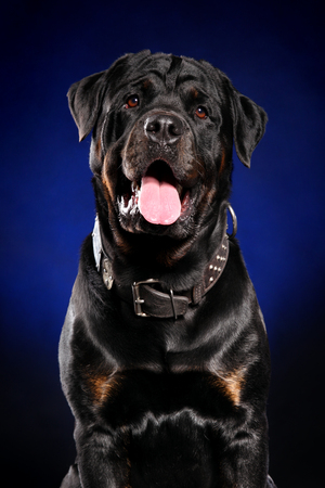 Happy rottweiler close-up portrait on dark blue backgroundの写真素材