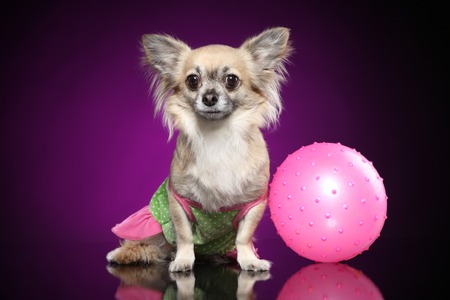 Chihuahua dog with pink ball sits on a dark purple backgroundの写真素材