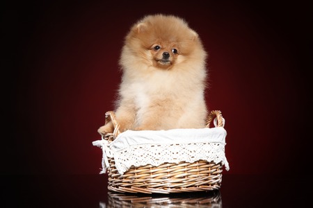 Spitz puppy in wicker basket on red backgroundの写真素材