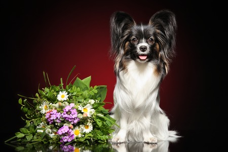 Continental toy spaniel with a bouquet of flowers on dark red background Animal themesの写真素材