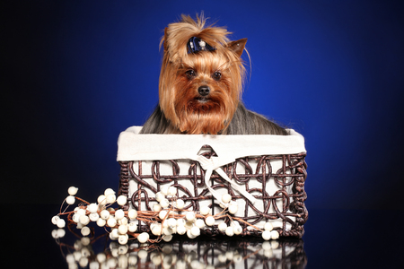 Cute Yorkie dog in wicker basket on dark-blue backgroundの写真素材