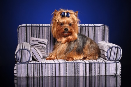 Cute little Yorkie dog posing on couchの写真素材