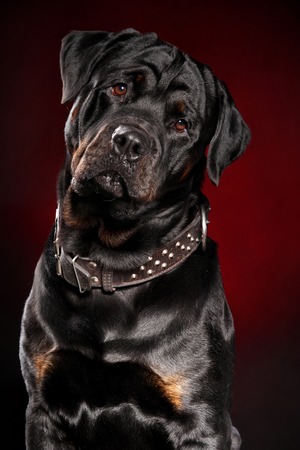Portrait of a surprised-looking Rottweiler on a dark red backgroundの写真素材