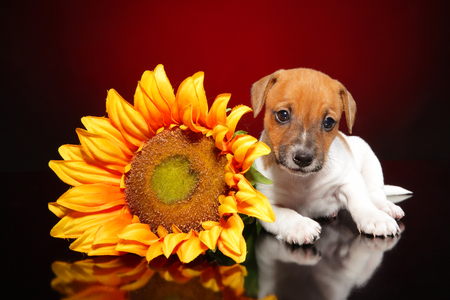 Jack Russell terrier near a huge sunflower on a red background. Animal themesの写真素材
