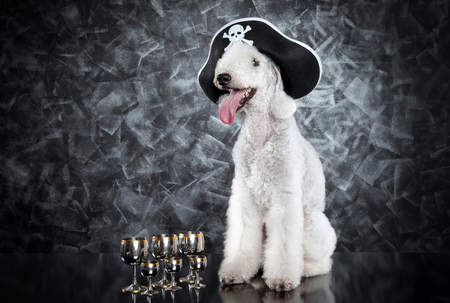 Bedlington Terrier in pirate hat on grey backgroundの写真素材