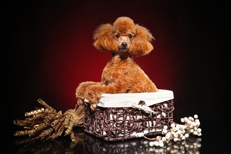 Red Poodle in wicker basket posing on dark backgroundの写真素材