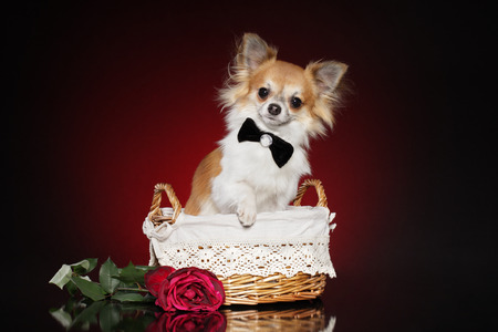 Portrait of young Chihuahua dog in wicker basket on dark red backgroundの写真素材