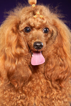 Close-up portrait of a young Red Toy Poodle. Animal themesの写真素材