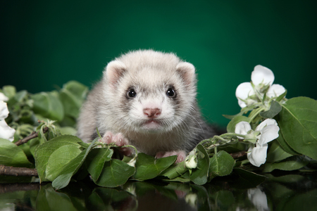 Ferret puppy in green leaves. Baby animal themeの写真素材