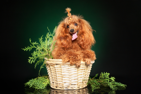 Young Toy Poodle wattled basket on dark-green background. Animal themesの写真素材