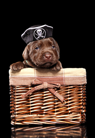 Labrador puppy sits in pirate hat on black backgroundの写真素材