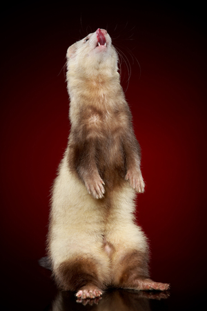 Siamese ferret on hinder legs on red backgroundの写真素材