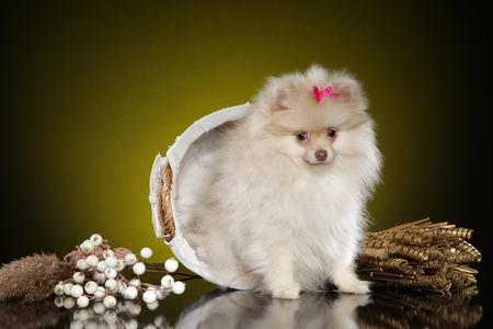 Pomeranian spitz puppy in wicker basket on dark yellow backgroundの写真素材