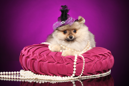 Pomeranian Spitz puppy in a hat on a pink pillowの写真素材