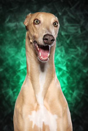 Greyhound dog in front of a abstract dark-green background. Animal themesの写真素材