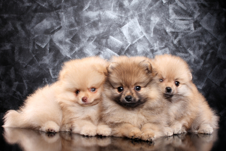Group of Spitz puppies lying on gray background. Baby animal themeの写真素材