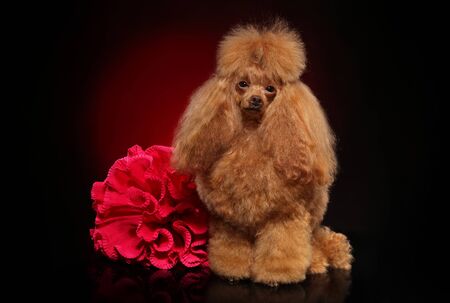 Young Toy Poodle with red flower on dark backgroundの写真素材