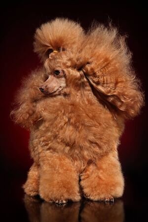 Portrait of a Red Toy Poodle on a dark background.の写真素材